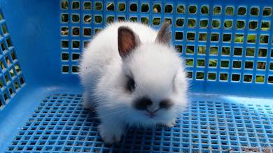 netherland dwarf white charlie