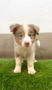 Border collie rare colored