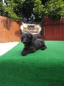 Doxipoo puppy