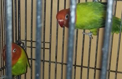 love bird