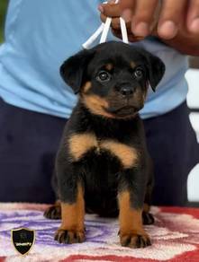 rottweiler 