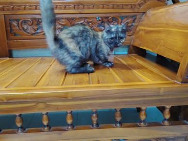 Munchkin untuk dijual 