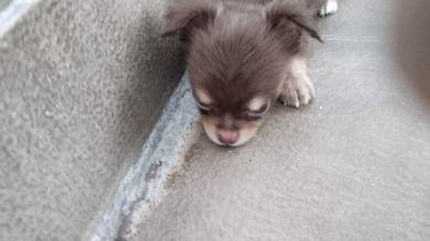 sell puppy 