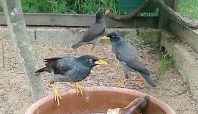 burung