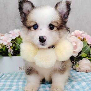 Corgi