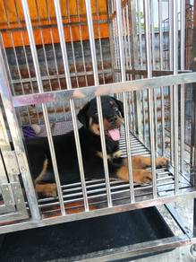 last female Rottweiler