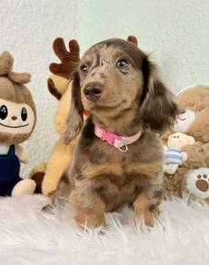 MINIATURE DACHSHUND Puppies 058 🐻 Female Rehome