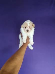 Pure Breed Parti Toy Poodle (M) 纯种玩具贵宾 花色 弟弟