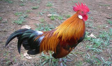 Ayam 