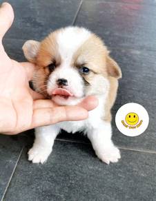 GG_A1199 PRETTY Welsh Corgi long haired puppy