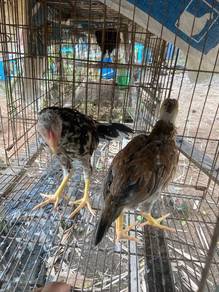 Anak ayam baka baik