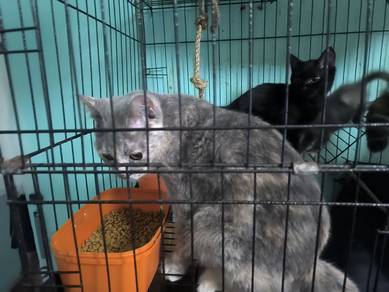 british short hair mix persian