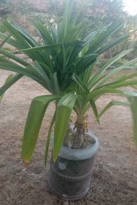 pokok pandan wangi