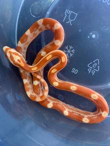 Corn Snake - Amel Motley