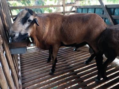 Kambing korban