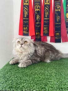 Scottish Fold