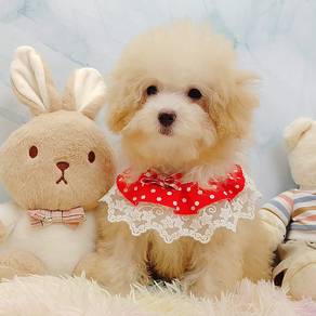 Maltipoo