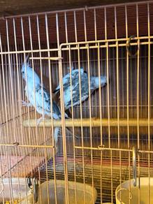 Burung Cockatiel
