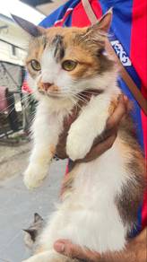 Munchkin female (NEGO)