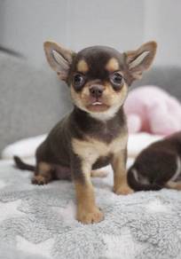 CHIHUAHUA PUPPIES VIP257🌷Head Apple Cute Dog