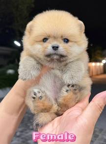 Pomeranian Short Leg Tiny Female Puppy