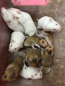 Hamster Syrian
