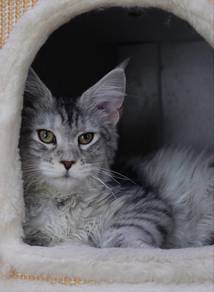 silver tabby maine coon
