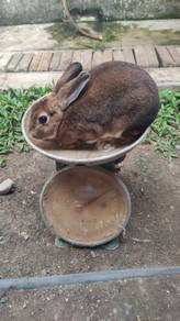 Jantan Minirex Warna Castor