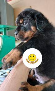 R4000 Rottweiler adorable puppies #MKA registered