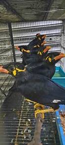 Burung tiong baka pahang siap lesen