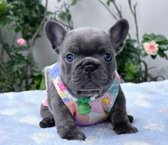 FRENCH BULLDOG PUPPIES S247 🌻 Premium Quality