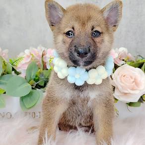 Shiba