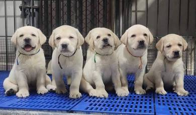 cream colour Labrador…