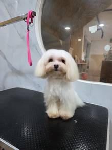 Maltese Boy
