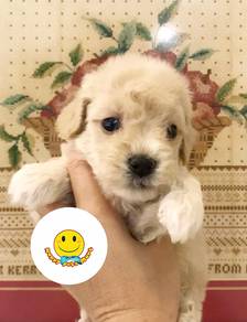 Q550 Tiny Poodle small size puppy dog