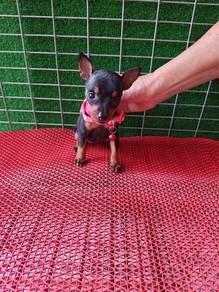 Miniature Pinscher 2603B