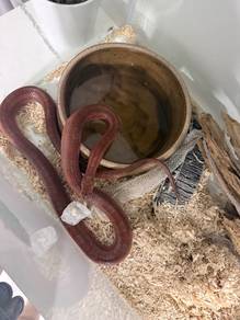 Corn snake