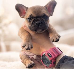 FRENCH BULLDOG PUPPIES VIP842🌻  Boy