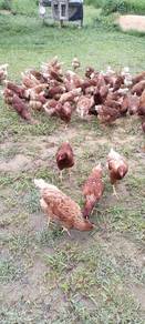 Ayam penelur(Hyline Brown)