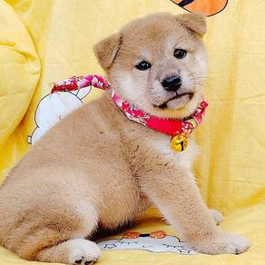Shiba