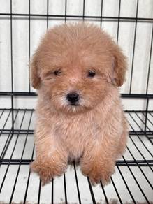 Toy poodle 