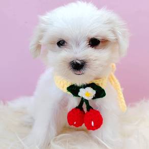 Maltese