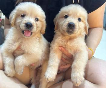 Golden Retriever 
