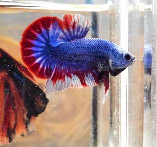 Mascot HMPK Betta Fish / Ikan Laga