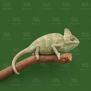 Chameleon Veiled