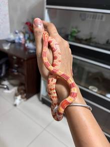 Corn Snake