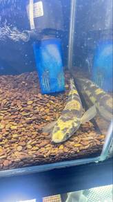 channa maru ys (yellow sentarum)