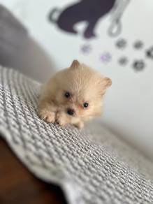 Mini Pomeranian 21