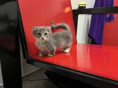 munchkin supershort kaki pendek female
