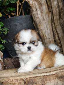shihtzu ~1